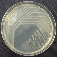 Bacteria streaked on TSA