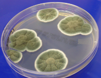 Penicillium colonies
